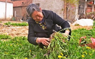 农村这种野菜也是中药材，一年能收三茬，春天的身价特别金贵