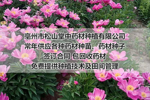 药材种子种植与收购指南 松山堂中药材种植的优势解析