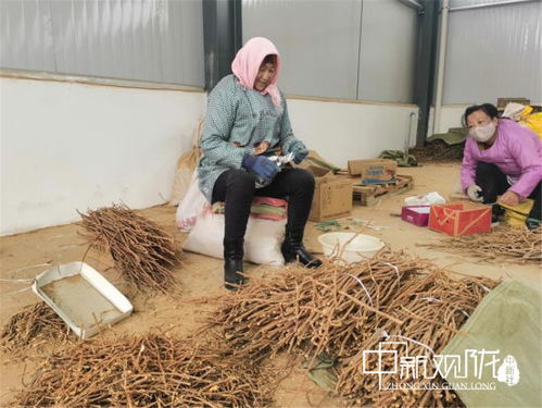 中国化学工程集团帮扶环县 中药材扶贫车间引领增收新路径