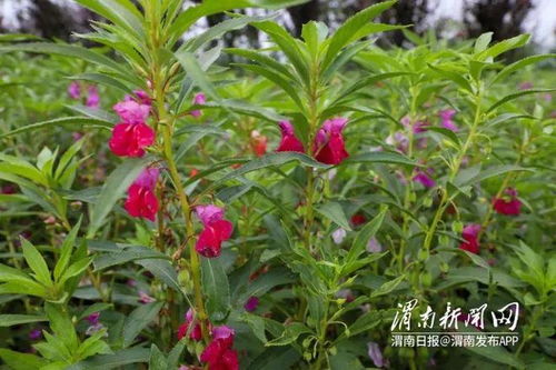 凤仙花开产业兴 中草药收购促振兴